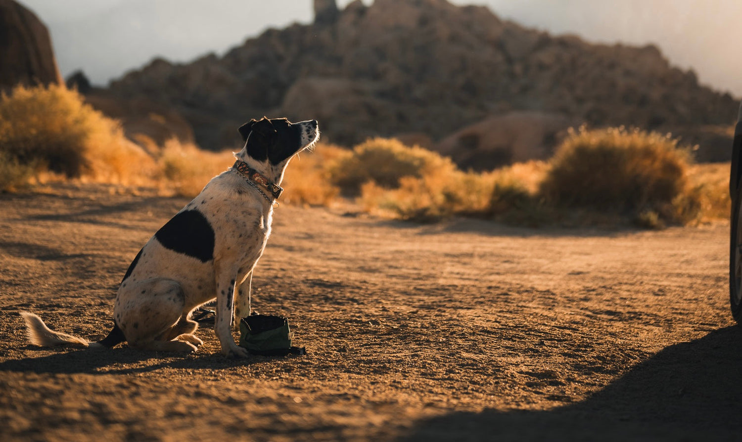 Camping dogs Rooftop tent